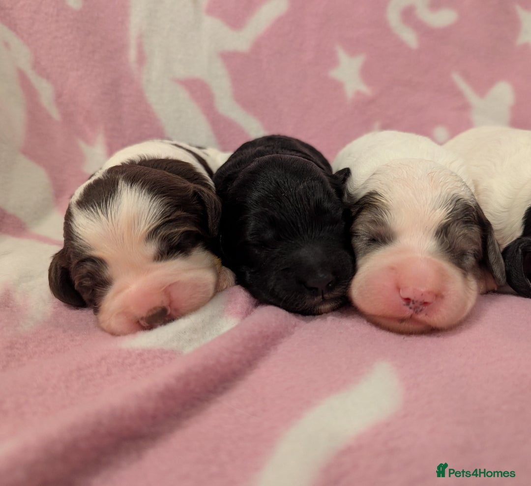 Cockapoo dogs for sale: Stunning Cockapoo Puppies Fully DNA health tested - Advert 5