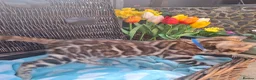 Bengal cats for sale: Stunning Bengal Kittens  - Advert 8