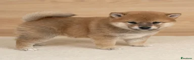 Japanese Shiba Inu Puppy 4