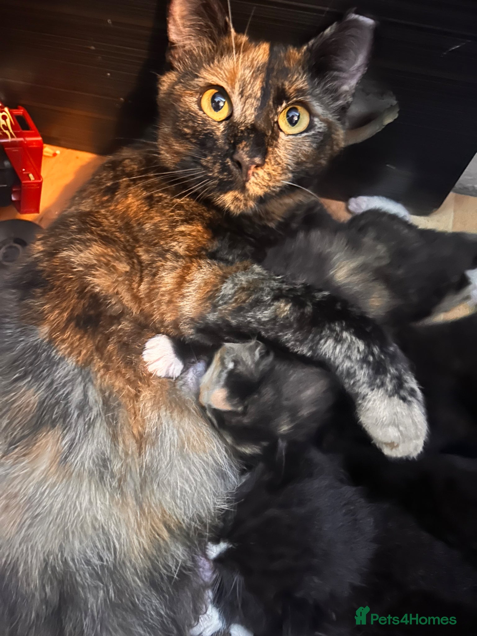 British Shorthair cats Kittens - Advert 1