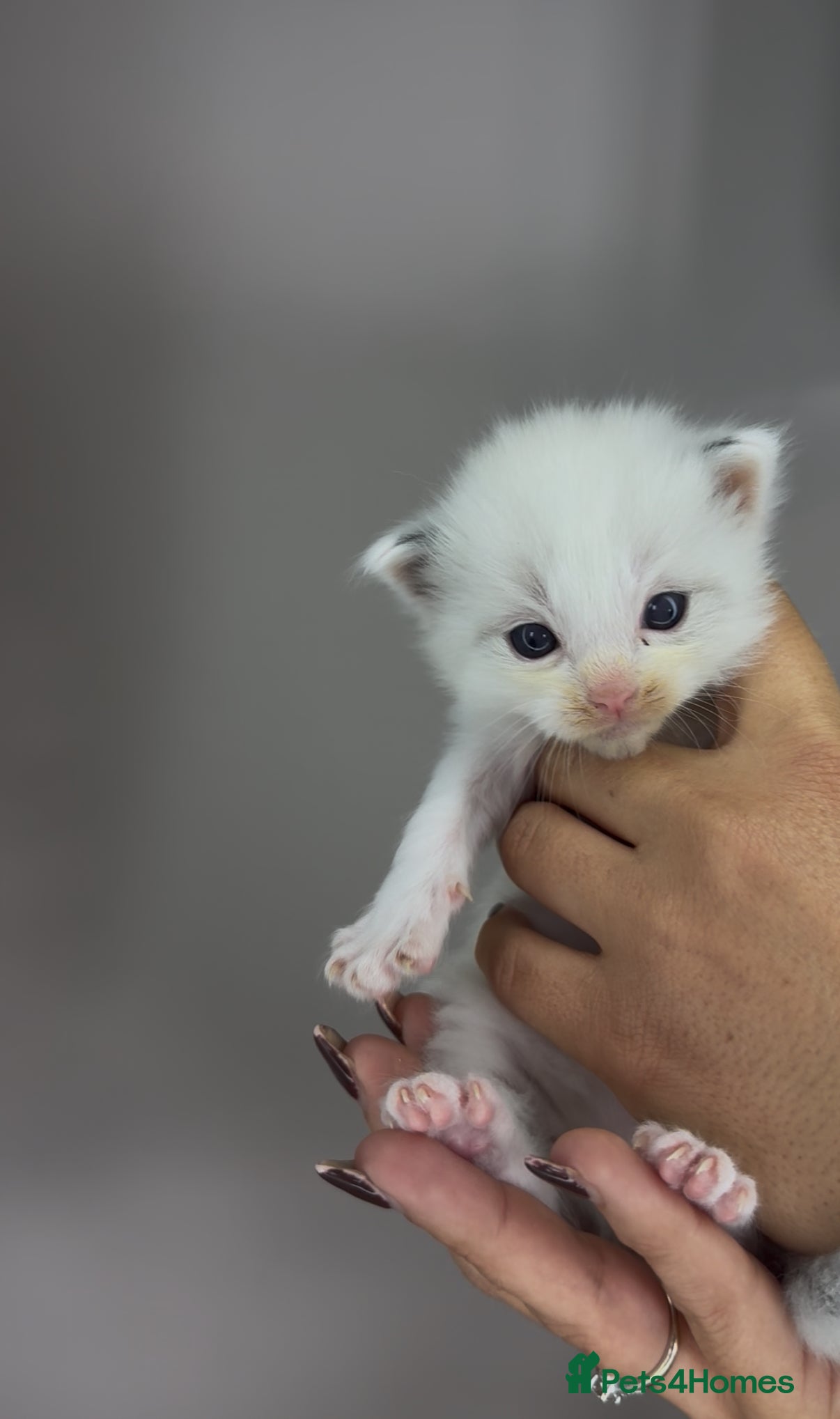 Ragdoll cats 4 male ragdolls  - Advert 4