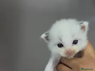 Ragdoll cats 4 male ragdolls - Advert 4