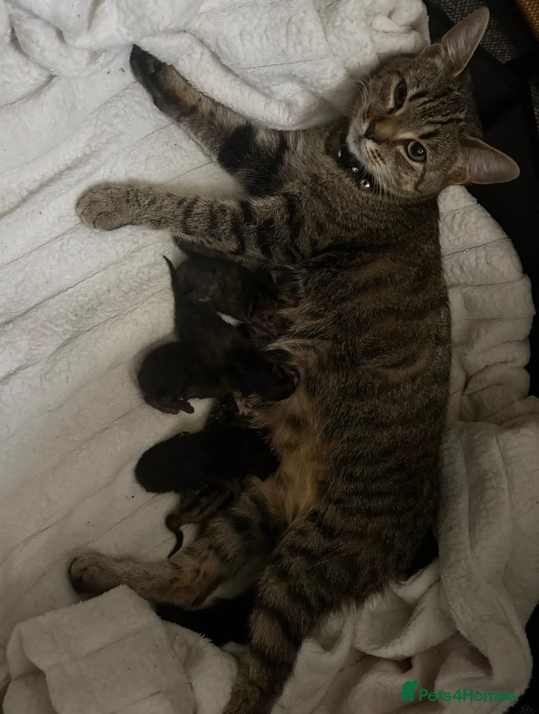 Mixed Breed cats for sale: Beautiful kittens for sale 🐾  in Wolverhampton - Advert 1