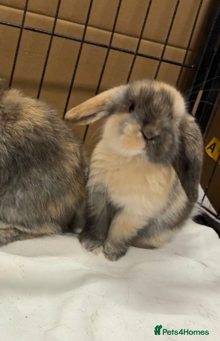 Mini Lop rabbits Mini Lop Bunnies Ready Now - Advert 4