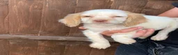 Cocker Spaniel dogs for sale: Cocker spaniel Puppies  in Cambridge - Advert 2