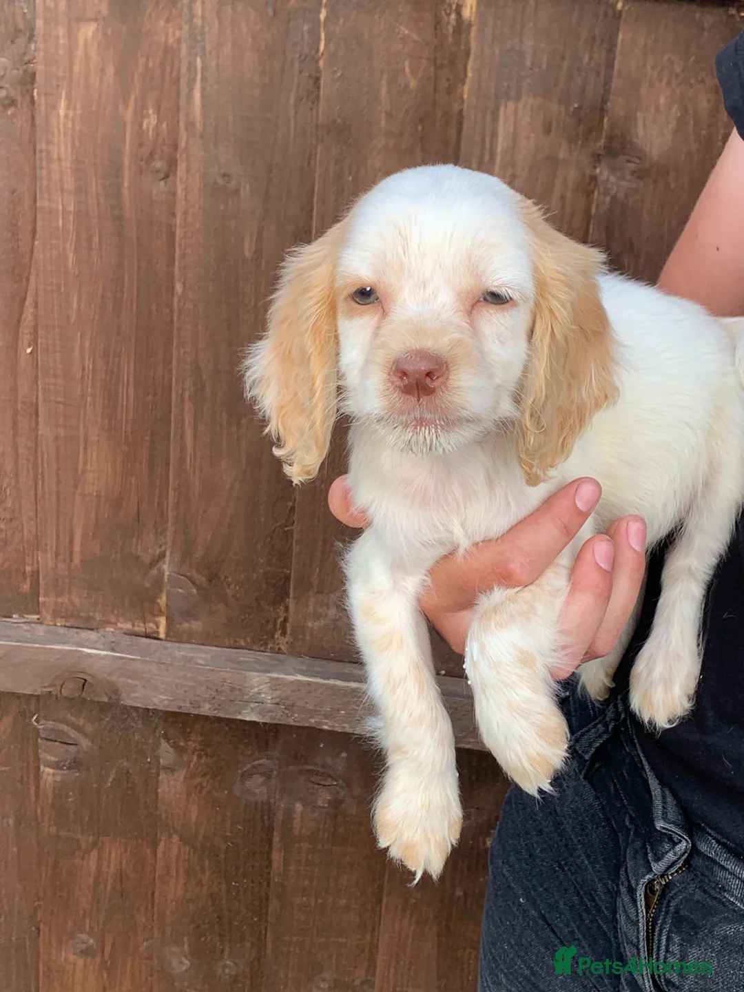 Cocker Spaniel dogs for sale: Cocker spaniel Puppies  in Cambridge - Advert 2