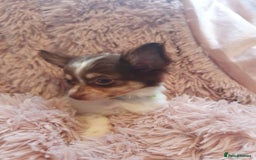 Chihuahua dogs for sale: Tri coloured longcoat apple head - Image 17