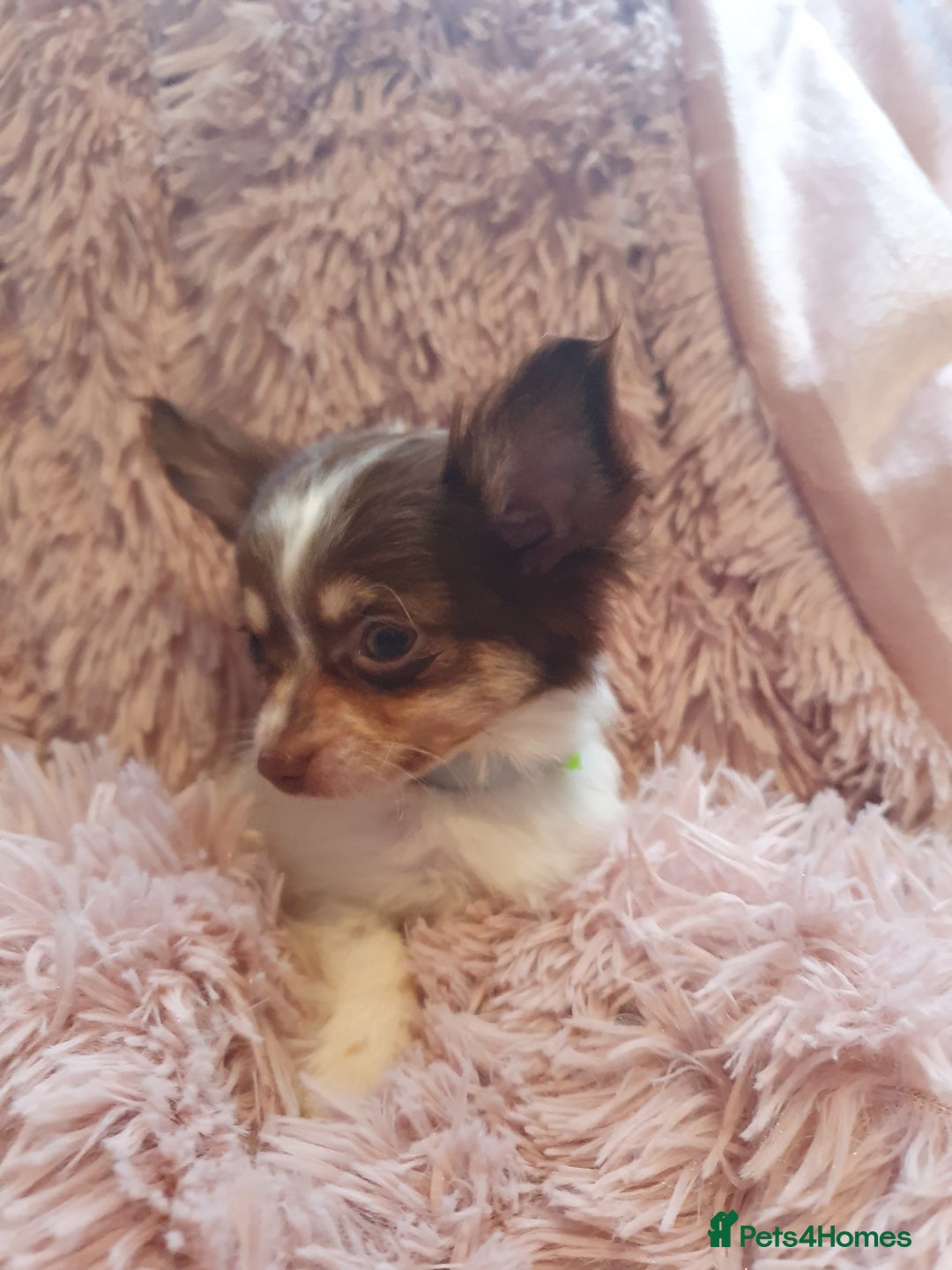 Chihuahua dogs for sale: Tri coloured longcoat apple head - Image 17
