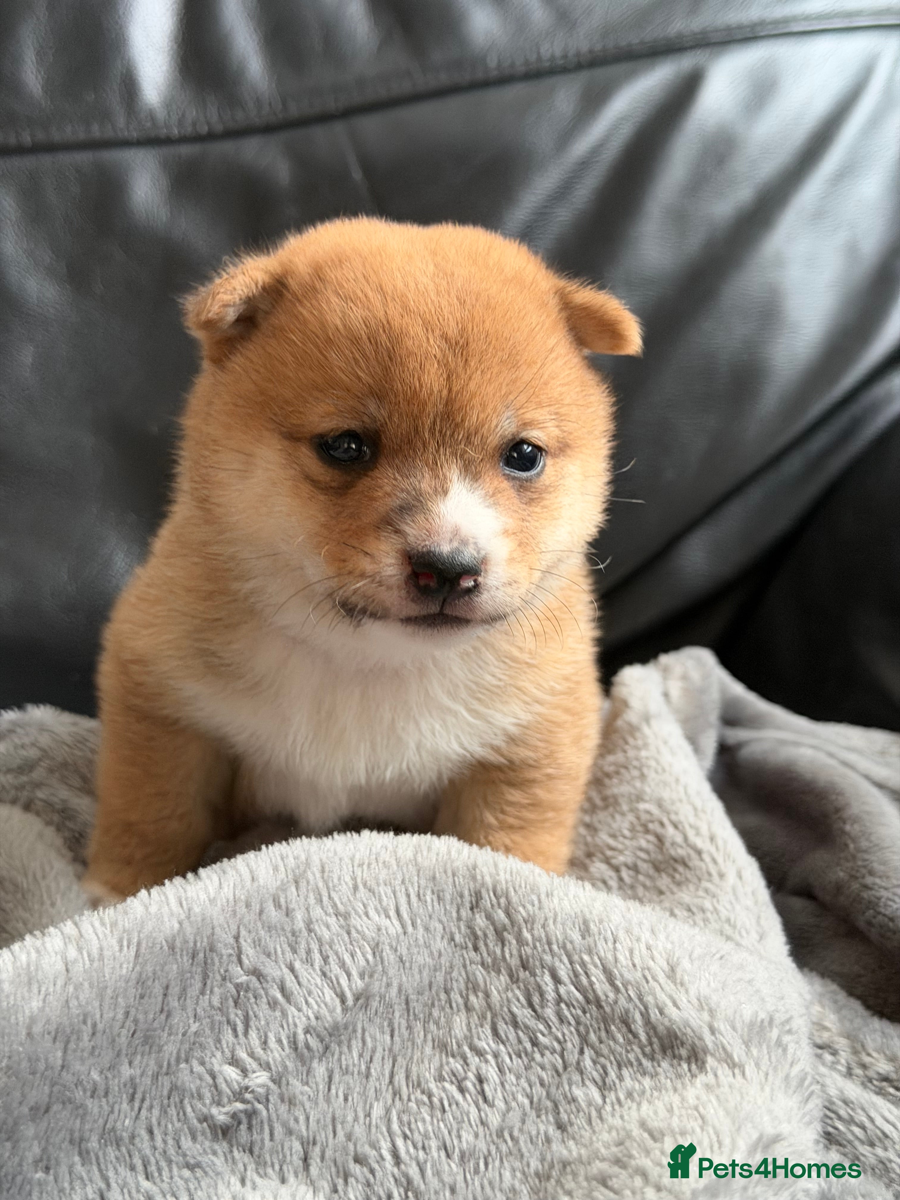 Japanese Shiba Inu Puppy 3