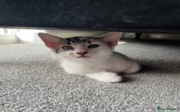 Domestic Shorthair cats for sale: Kittens - Image 5