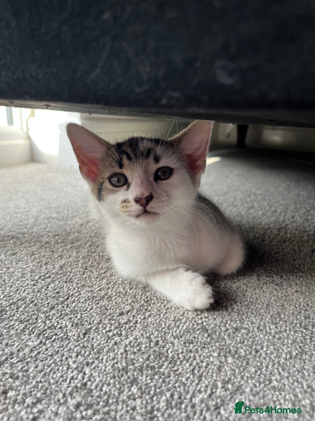 Domestic Shorthair cats for sale: Kittens - Image 5