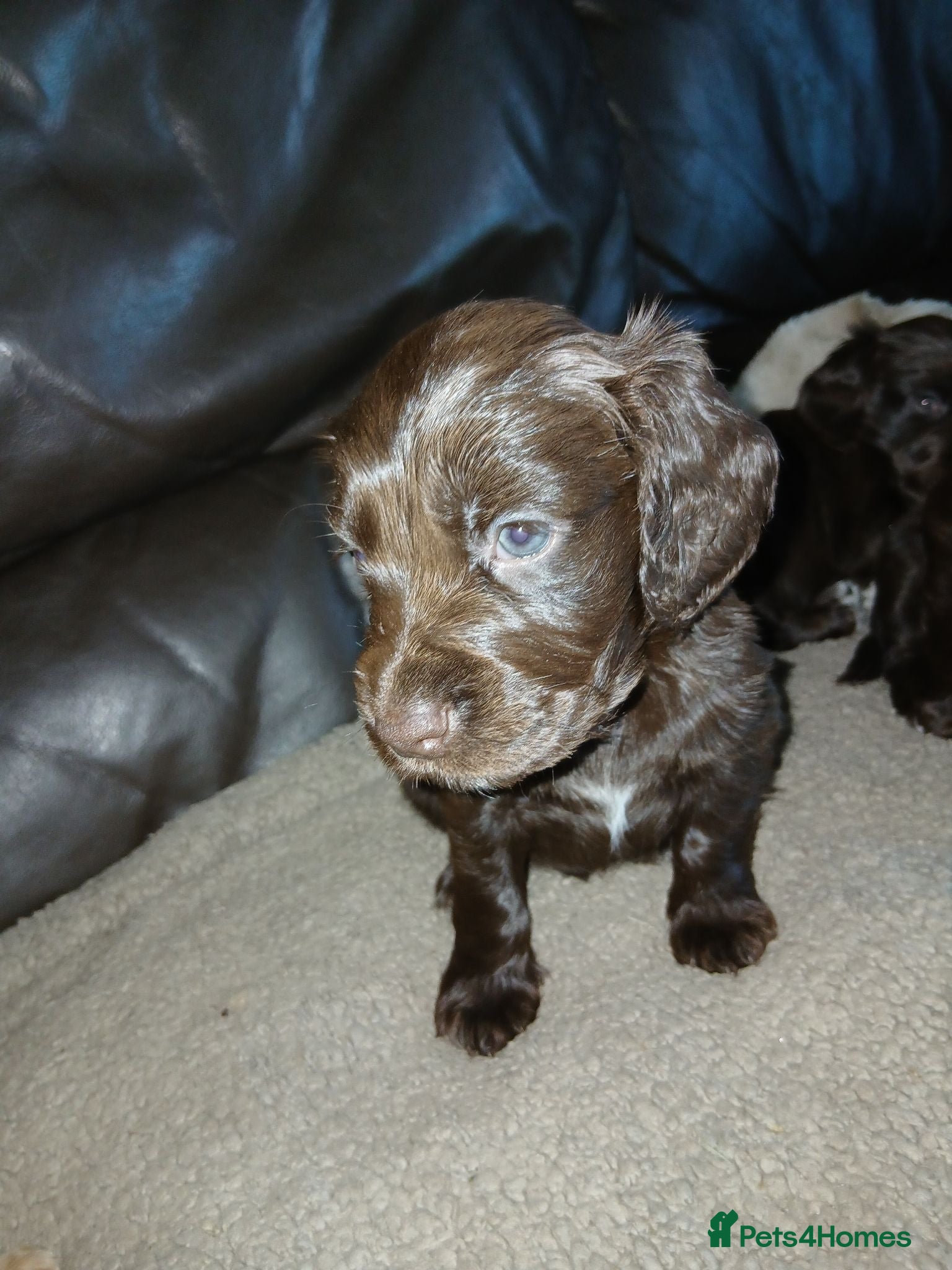 Cocker Spaniel dogs Chocolate cocker spaniel male puppy  - Advert 7