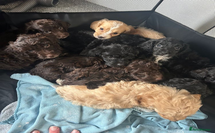 Cockapoo dogs - Advert 6