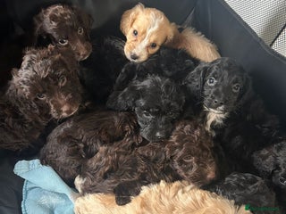 Cockapoo dogs - Advert 32