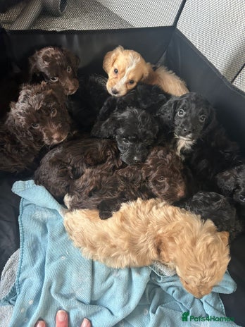 Cockapoo dogs - Advert 6