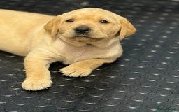Labrador Retriever dogs for sale: KC registered lab pups - Image 6