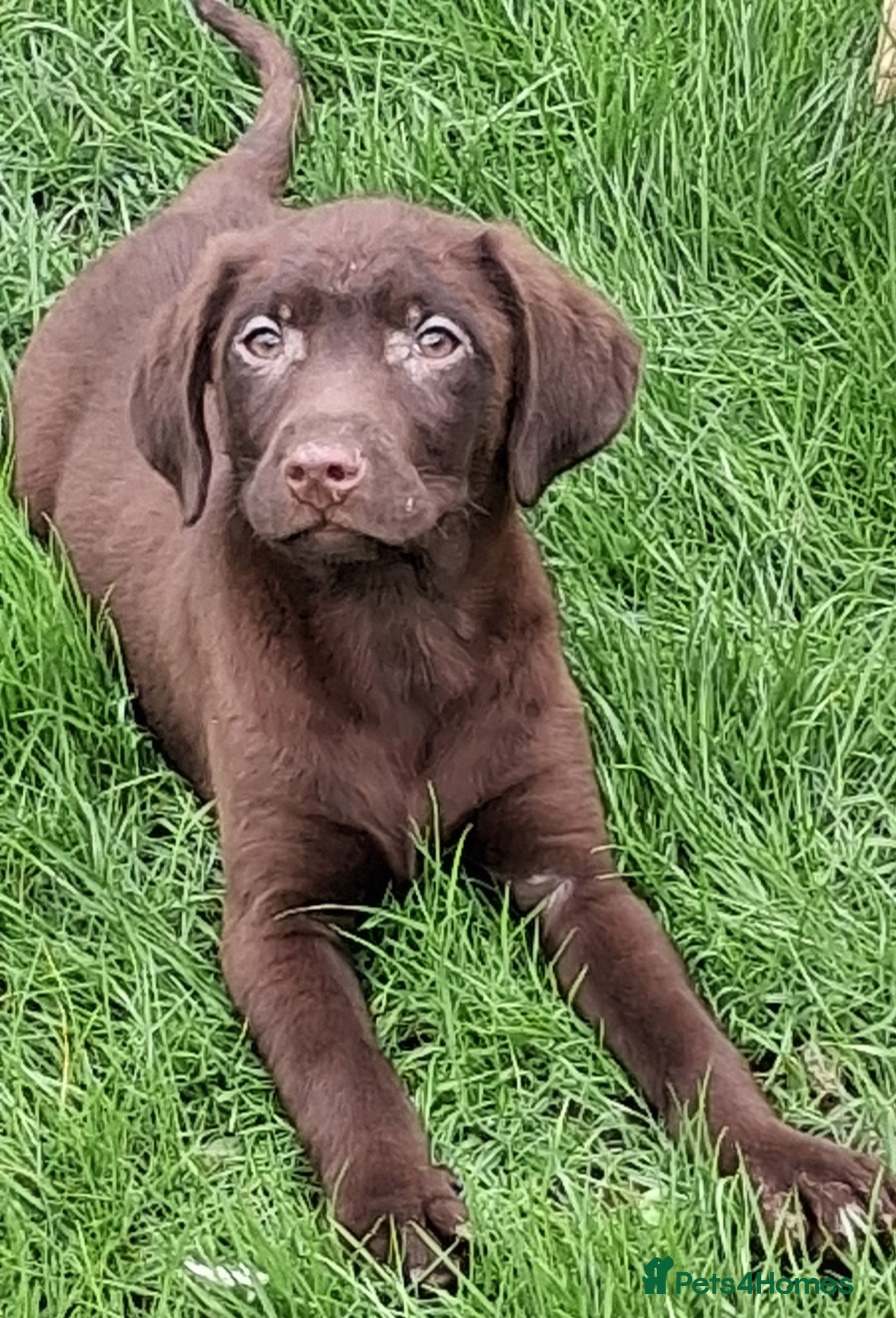 Labrador Retriever dogs  Fully vaccinated chocolate male lab pup ready now - Advert 1