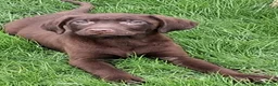 Labrador Retriever dogs for sale: Fantastic labrador pups  - Advert 7