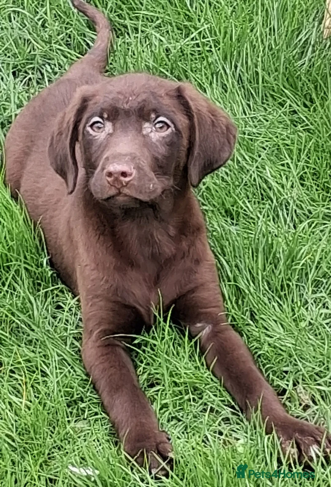 Labrador Retriever dogs for sale:  Fully vaccinated chocolate male lab pup ready now - Advert 1
