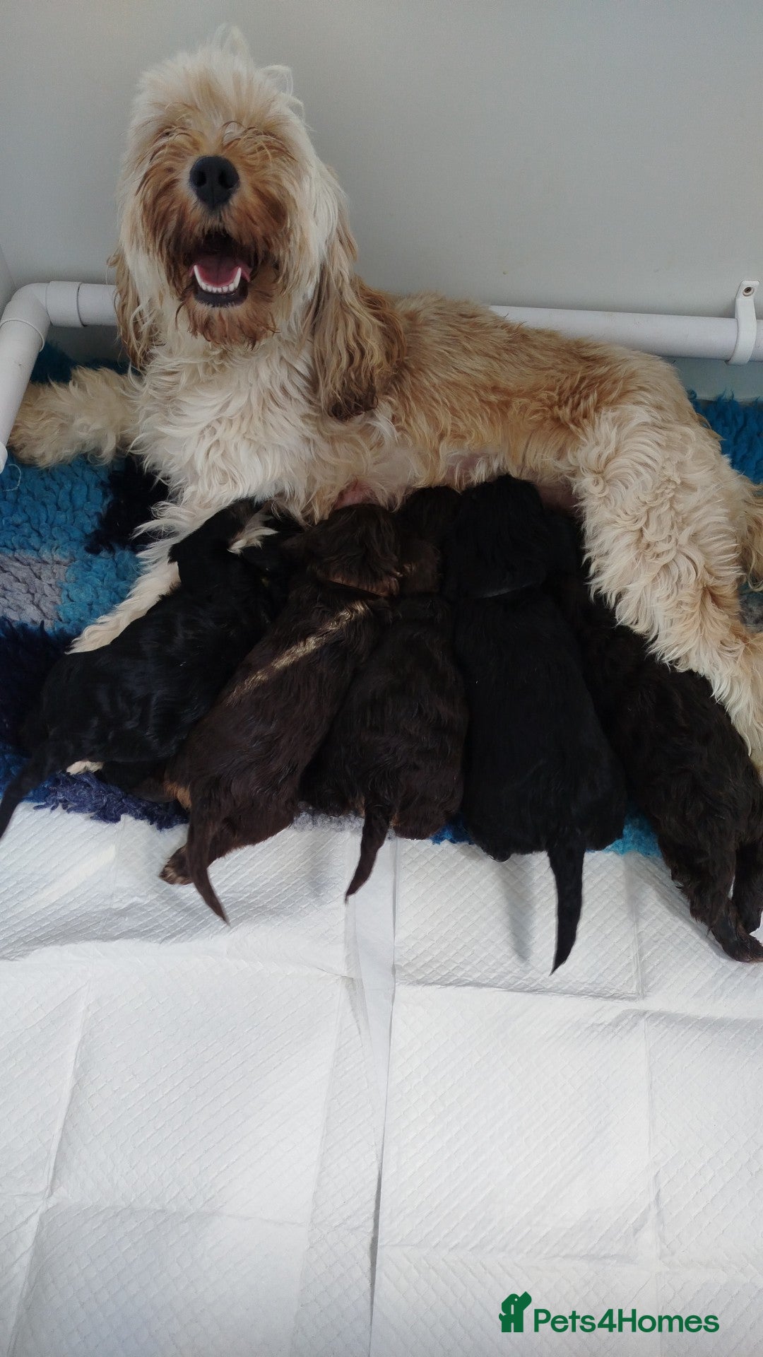 Cockapoo dogs for sale: Stunning cockapoo puppies  - Image 7
