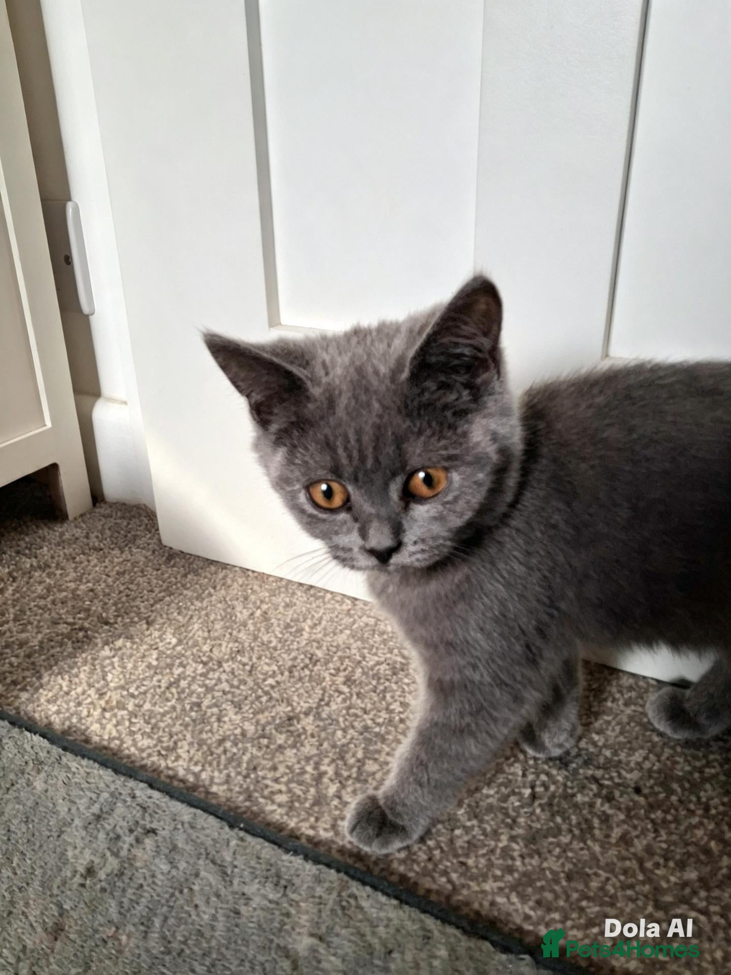British Shorthair cats Beautiful British short-hair blue - Advert 6
