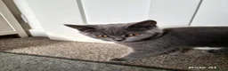 British Shorthair cats for sale: Beautiful British short-hair blue - Advert 7