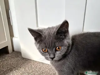 British Shorthair cats Beautiful British short-hair blue - Advert 6