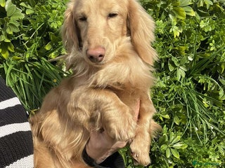 Miniature Dachshund dogs in Scunthorpe - Advert 12