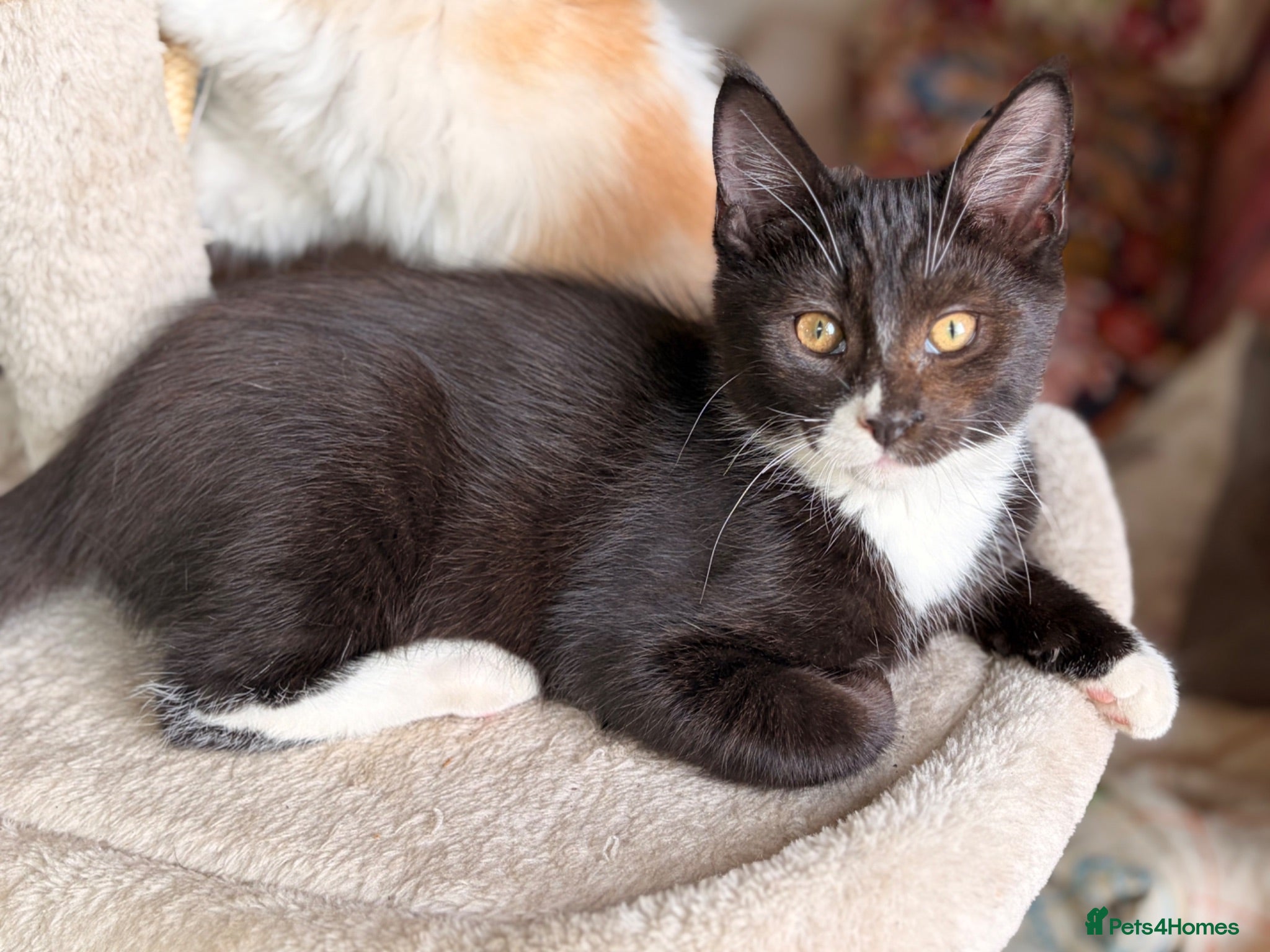 Mixed Breed cats GORGEOUS KITTENS - Advert 17