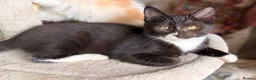 Mixed Breed cats for sale: GORGEOUS KITTENS - Advert 1