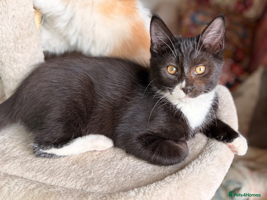 Mixed Breed cats for sale: GORGEOUS KITTENS - Advert 1