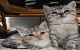 British Shorthair cats for sale: Adorable British Shorthair Kittens–Ready for Home! - Image 5