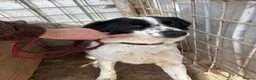 Mixed Breed dogs for adoption: Lilly -Milton Keynes  in Milton Keynes - Advert 23