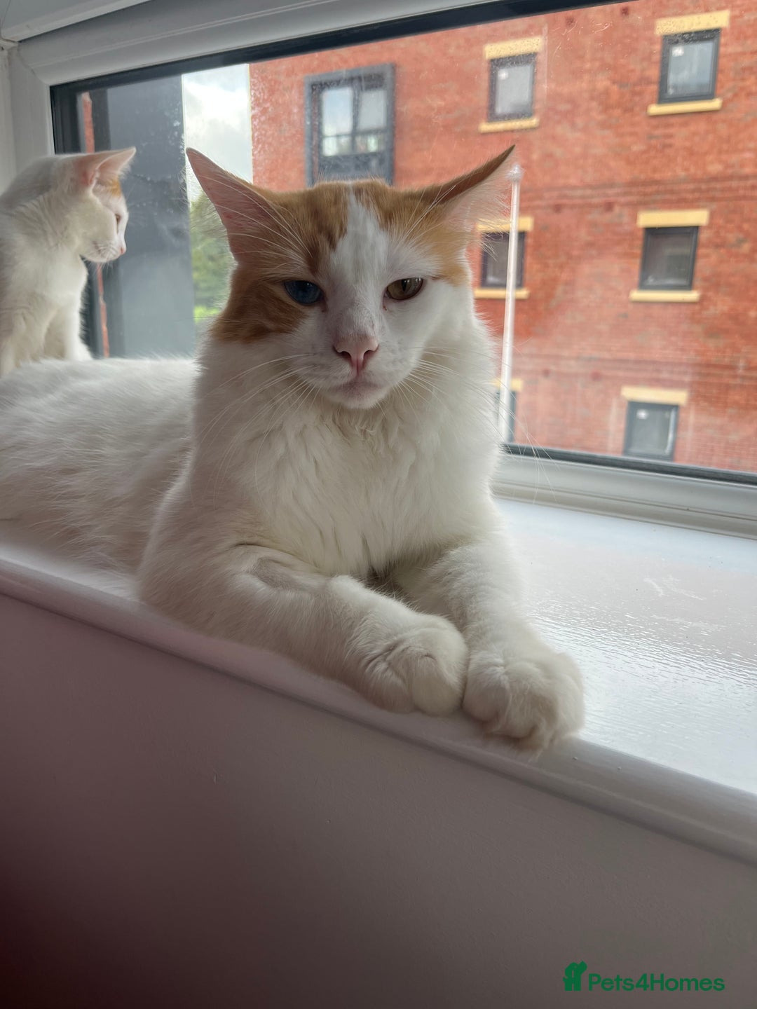 Turkish Van cats for sale: Beautiful pumpkin needs his forever home - Image 2