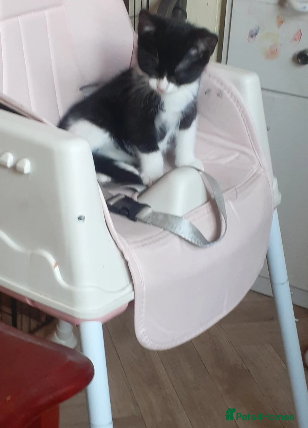Mixed Breed cats for sale: Two male black and white kittens  - Advert 2