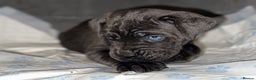 Cane Corso dogs for sale: Full bloodline Cane Corso Italiano FCI - Advert 18