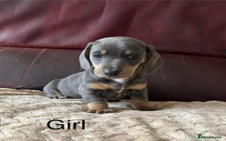 Miniature Dachshund dogs for sale: Stunning KC Registered Miniature Dashound  - Image 15