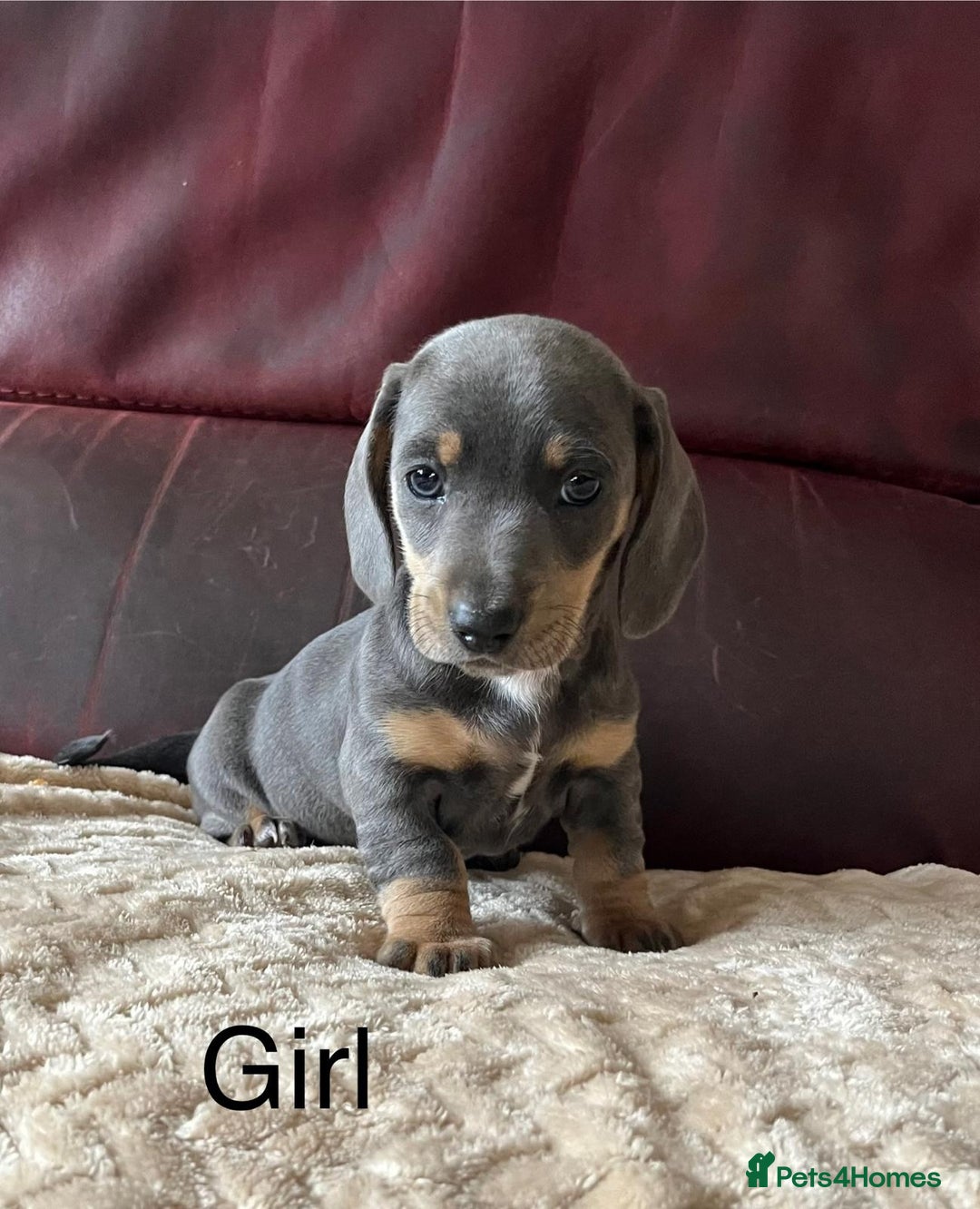 Miniature Dachshund dogs for sale: Stunning KC Registered Miniature Dashound  - Image 15