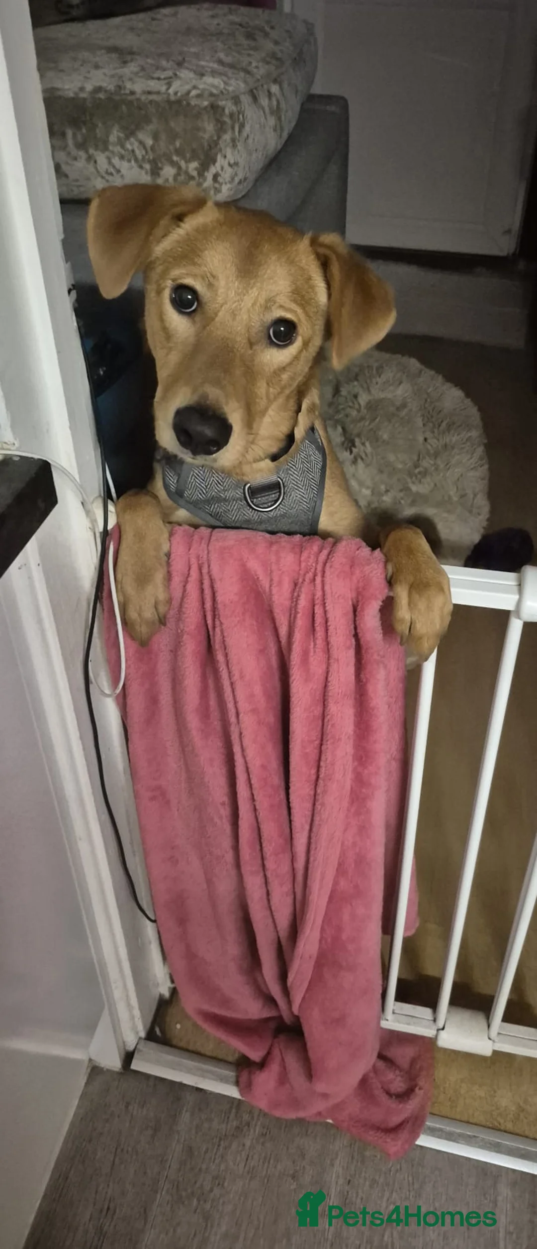 Mixed Breed dogs for adoption: 💙Archie💙10-month-old loving boy, upper-medium - Advert 5