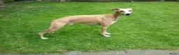 Whippet dogs for stud: Demerlay On a Promise in Wakefield - Advert 3