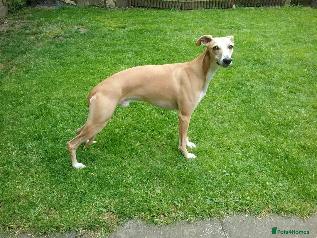Whippet dogs for stud: Demerlay On a Promise in Wakefield - Advert 3