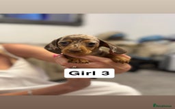 Miniature Dachshund dogs for sale: Stunning baby mini dachshunds  - Image 32