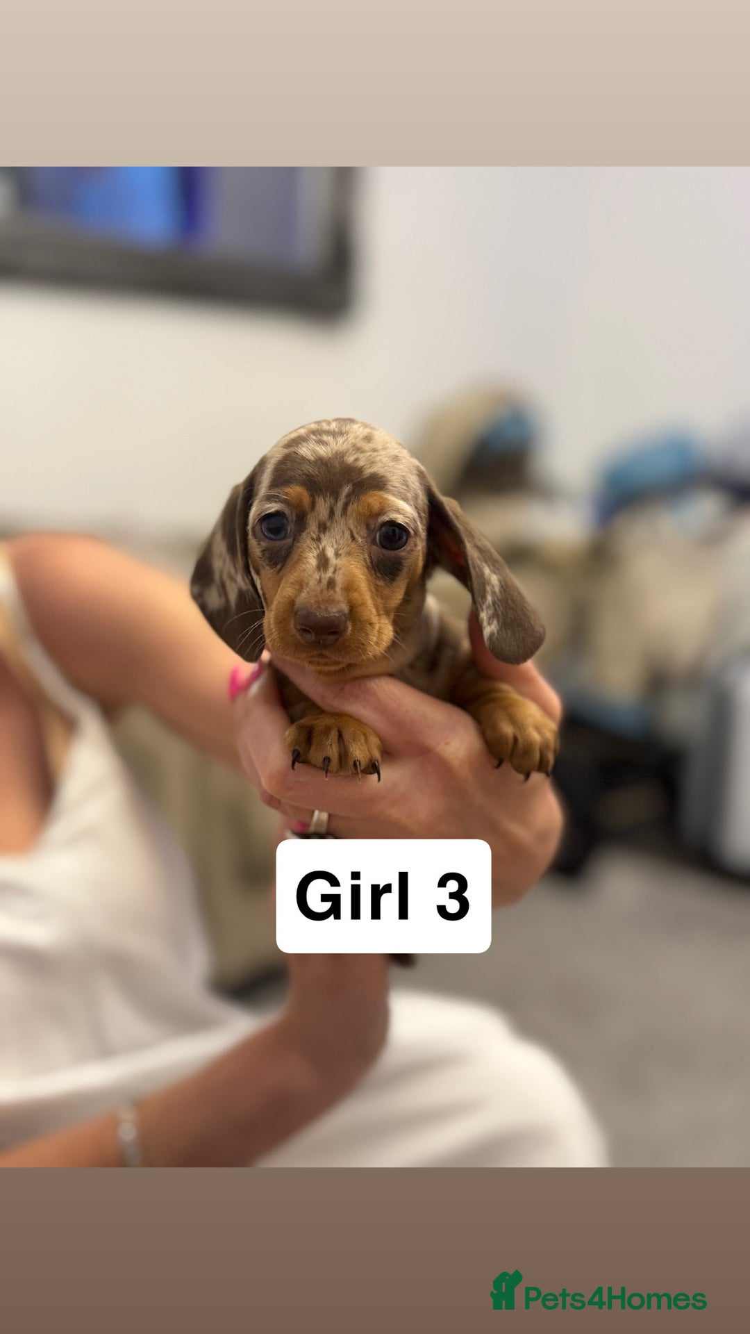 Miniature Dachshund dogs for sale: Stunning baby mini dachshunds  - Image 32
