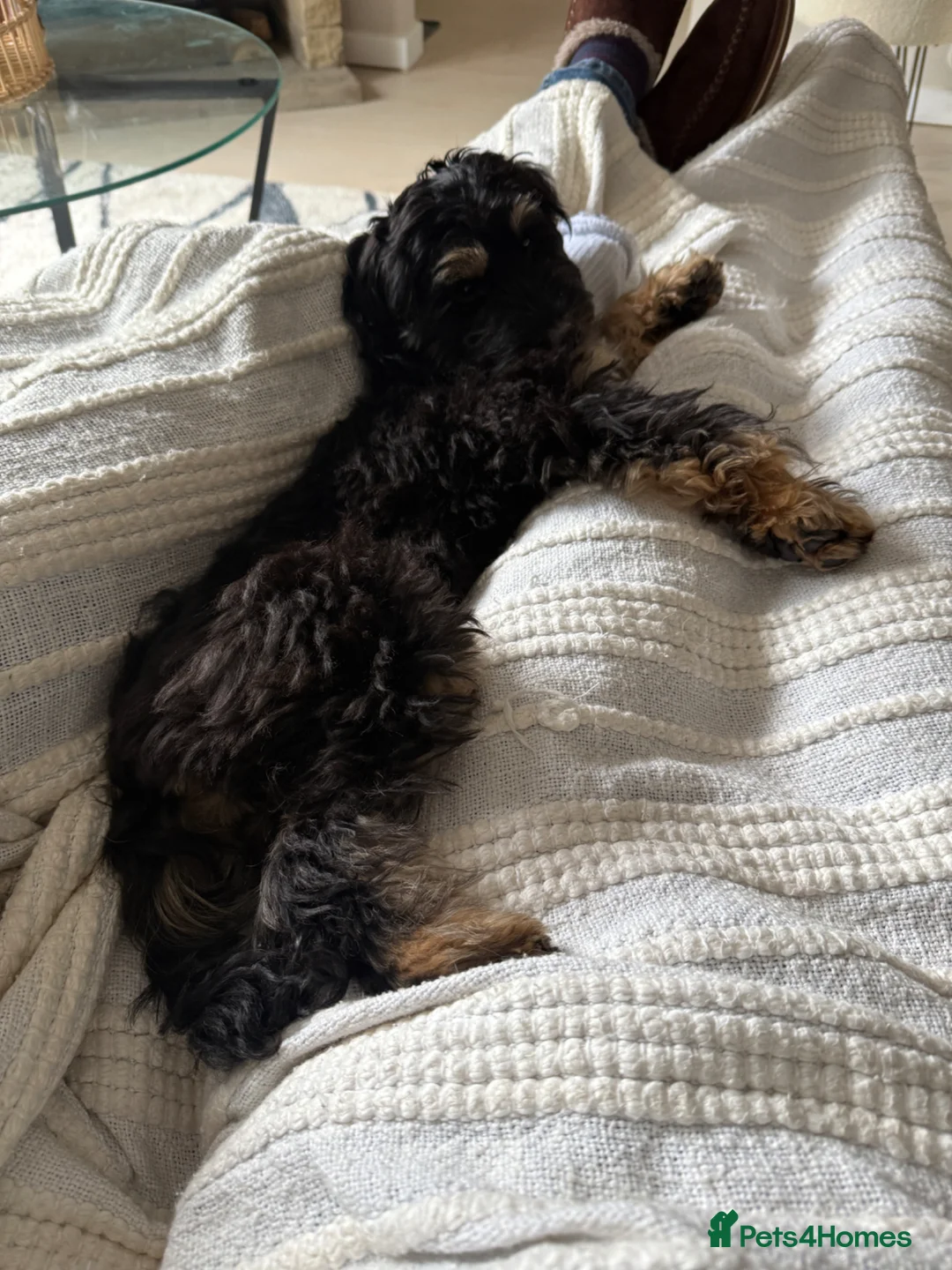 Cockapoo dogs for sale: Gorgeous Brandy  - Advert 2