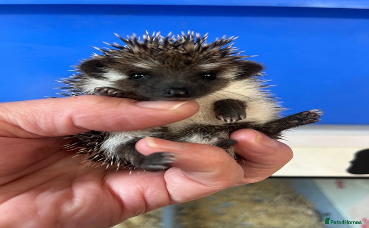 Pygmy Hedgehog rodents - Advert 5
