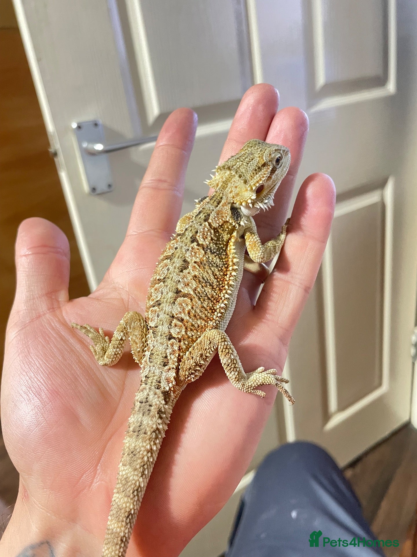 Bearded Dragon reptiles Bearded dragons  - Advert 15