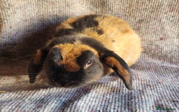 Mixed Breed rabbits for sale: 'Dare' Belgian Hare x Mini Lop chocolate buck in Cullompton - Image 1