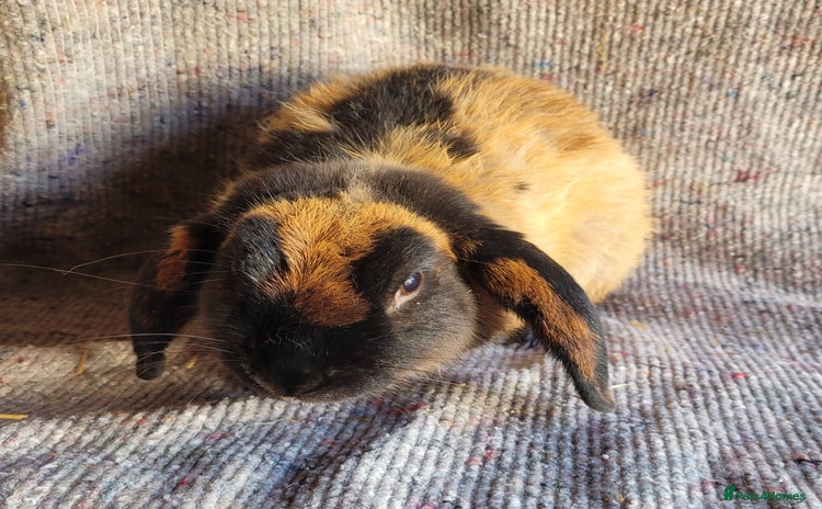 Mixed Breed rabbits in Cullompton - Advert 2