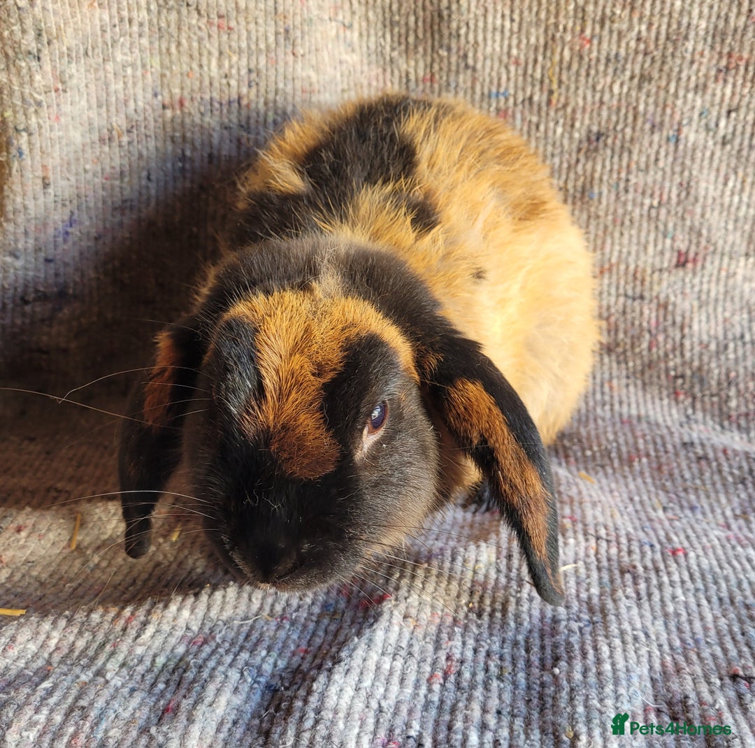 Mixed Breed rabbits for sale: 'Dare' Belgian Hare x Mini Lop chocolate buck in Cullompton - Image 1