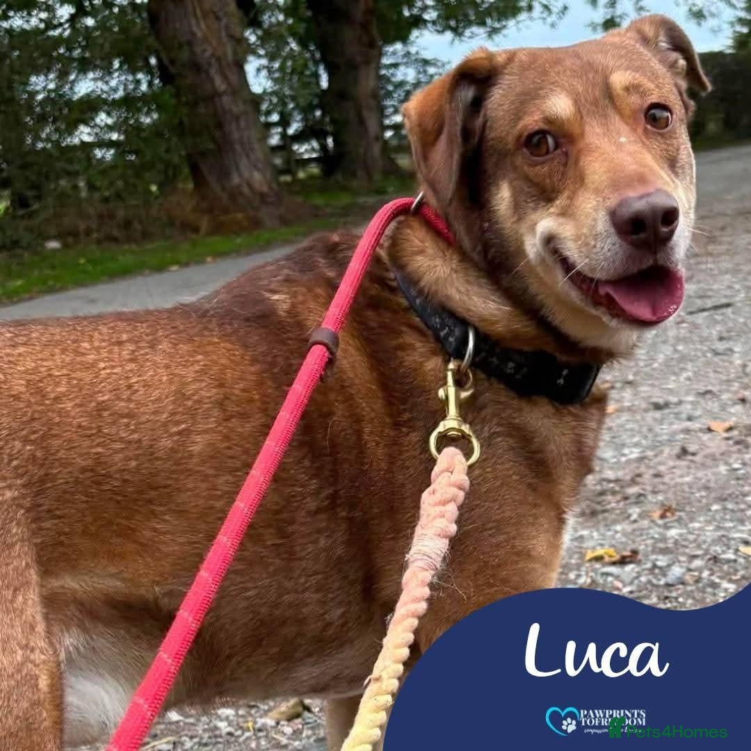 Mixed Breed dogs Meet Luca, currently residing in Cheshire  - Advert 1